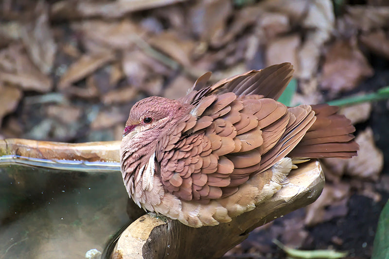 Ruddy Quail-dove, Geotrygon montana, Spanish Name: Paloma-perdiz Rojiza