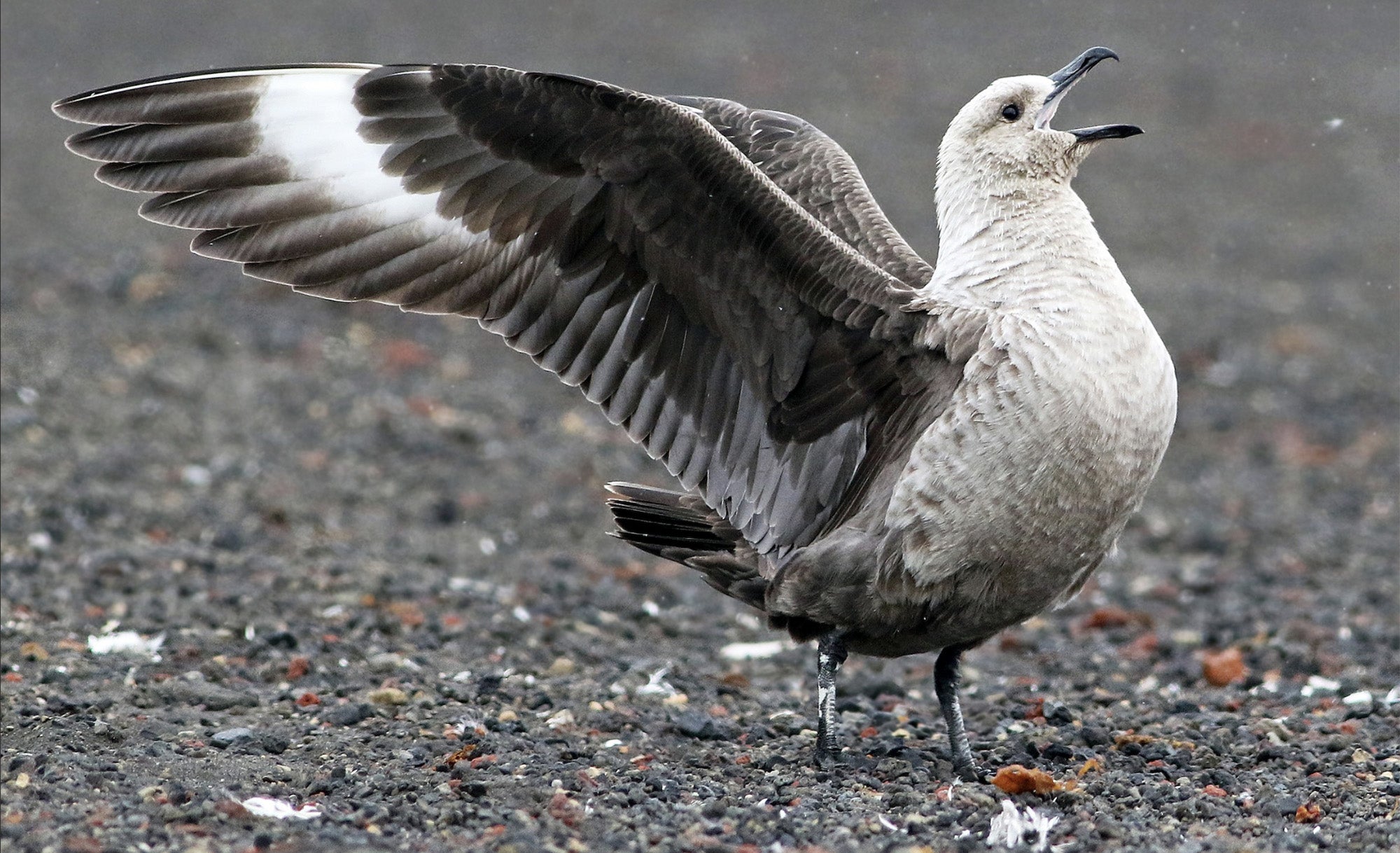 South-polar Skua, Págalo del Polo Sur, Catharacta maccormicki