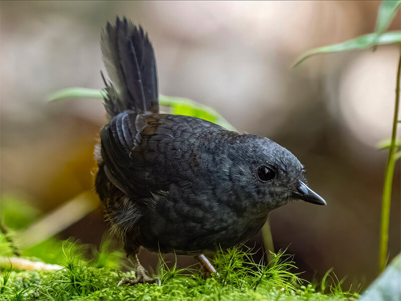 Stiles's Tapaculo, Scytalopus stilesi, Tapaculo de Stiles