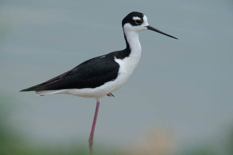 stilt, charadriiformes, recurvirostridae