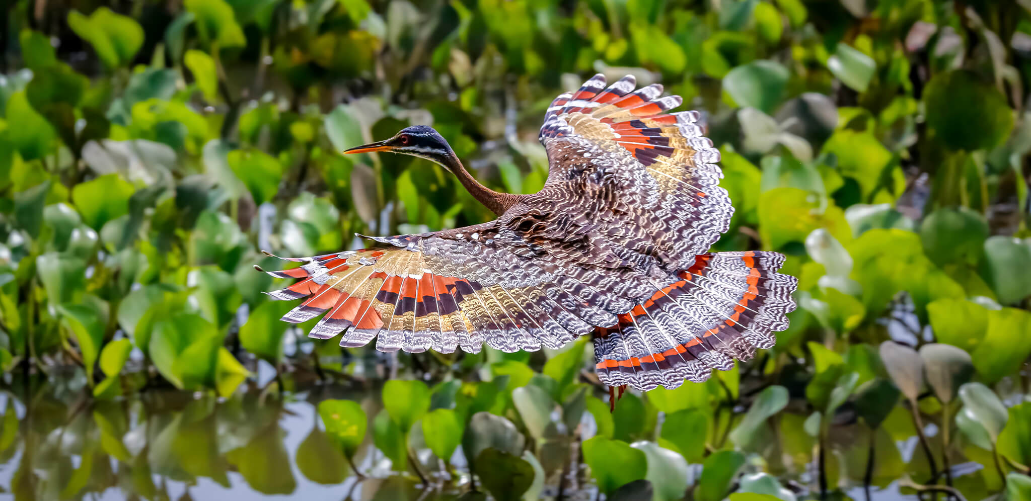 Amazonian Sunbittern, Garza del Sol, Eurypyga helias helias