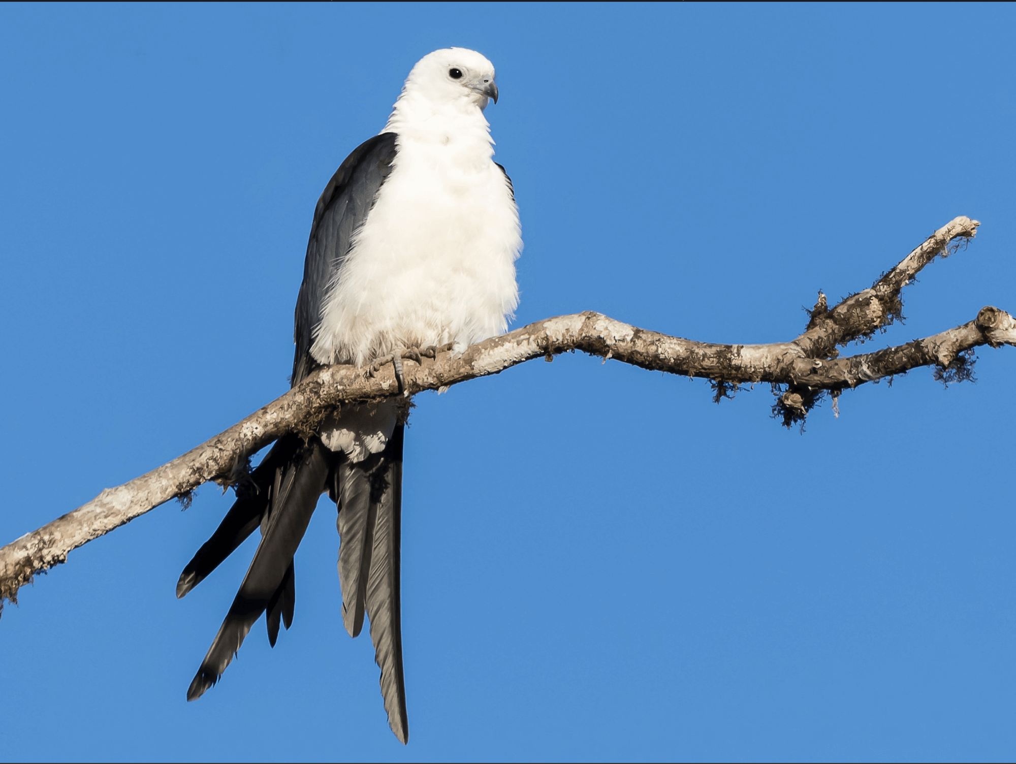 Swallow-tailed Kite, Elanoides forticatus, Aguila Tijereta