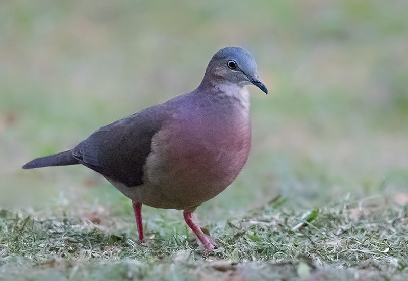 Tolima Dove, Leptotila conoveri, Tórtola Tolimense