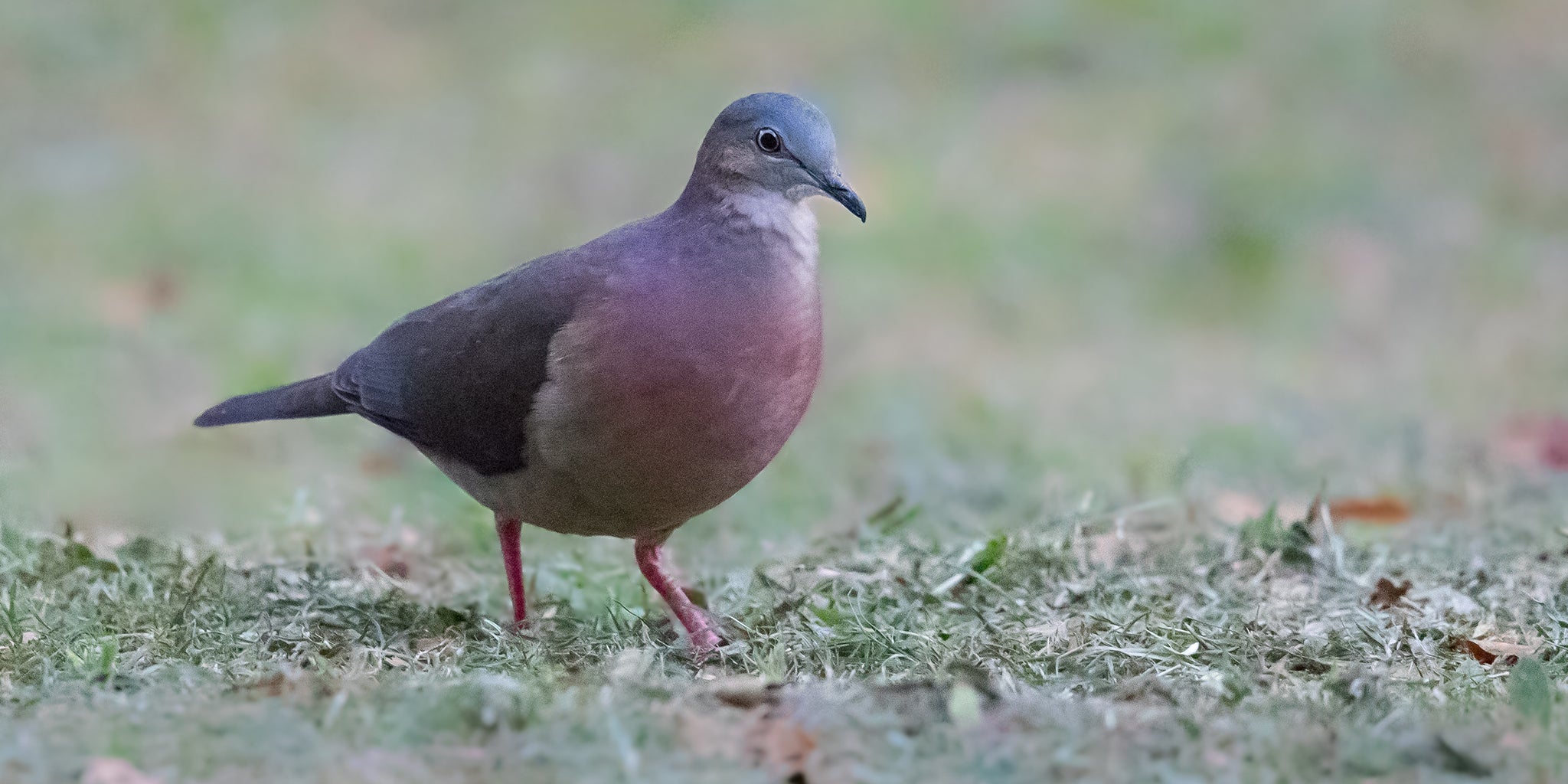 Tolima Dove, Tórtola Tolimense, Leptotila conoveri