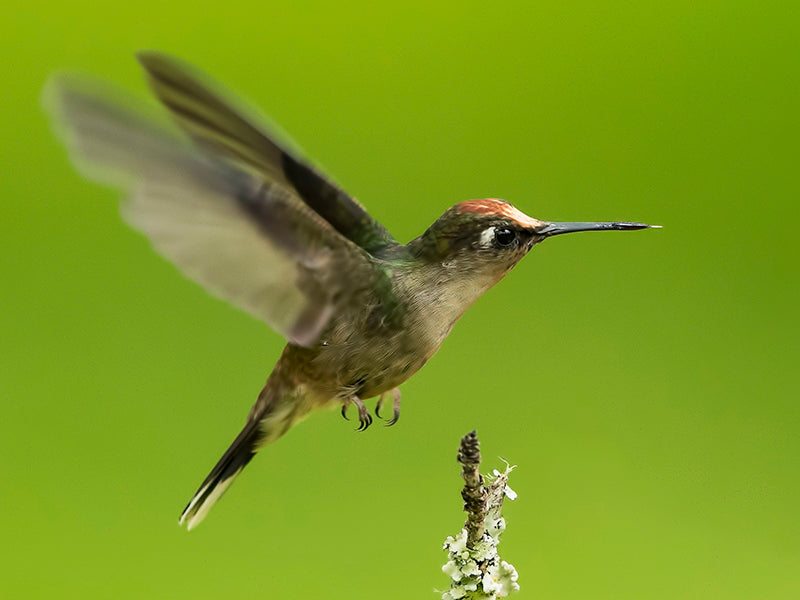 Trochilidae, Tolima Blossomcrown, Anthocephala berlepschi