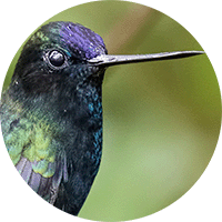 Blue fronted Lancebill, Doryfera johannae, Pico de Lanza Frentiazul