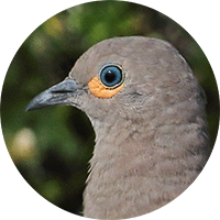 Tortolita Paramuna, Black-winged Ground-dove