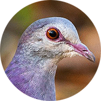 Violaceous Quail-dove, 