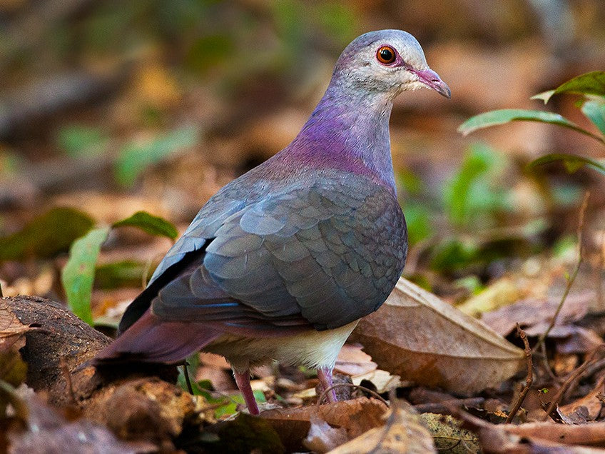 Violaceous Quail-dove, Geotrygon violacea, Spanish Name: Paloma-perdiz Violácea