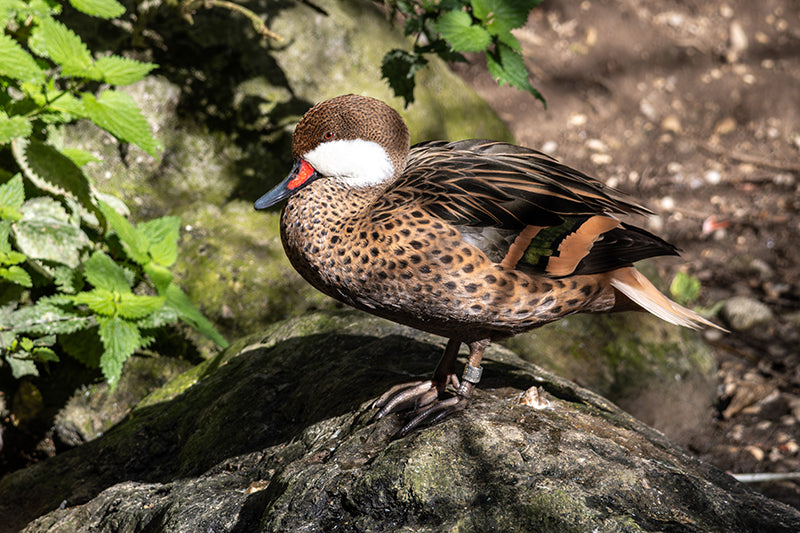 white cheeked pintail, Anas bahamensis