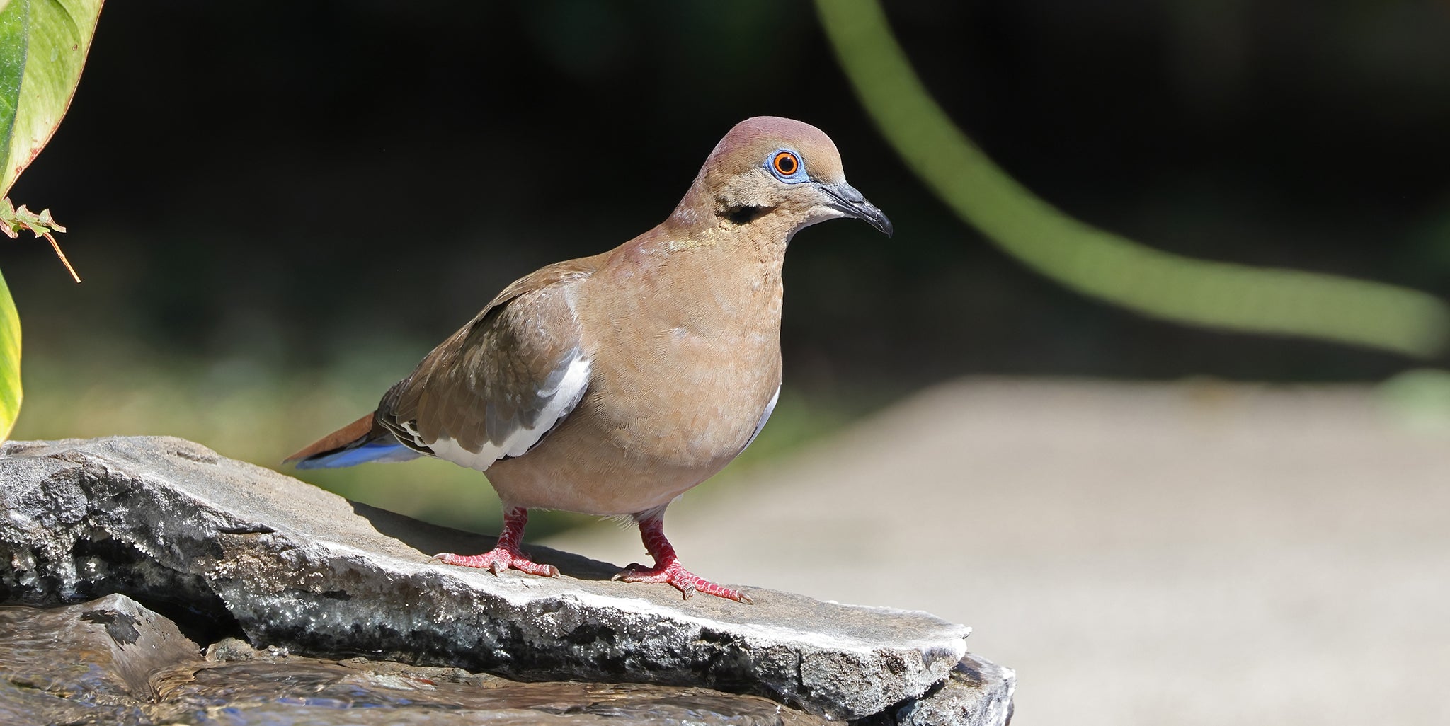 White-winged dove, Torcaza Aliblanca