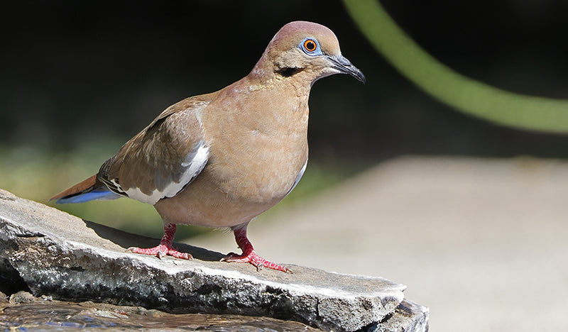 White-winged Dove, Zenaida asiatica, Torcaza Aliblanca