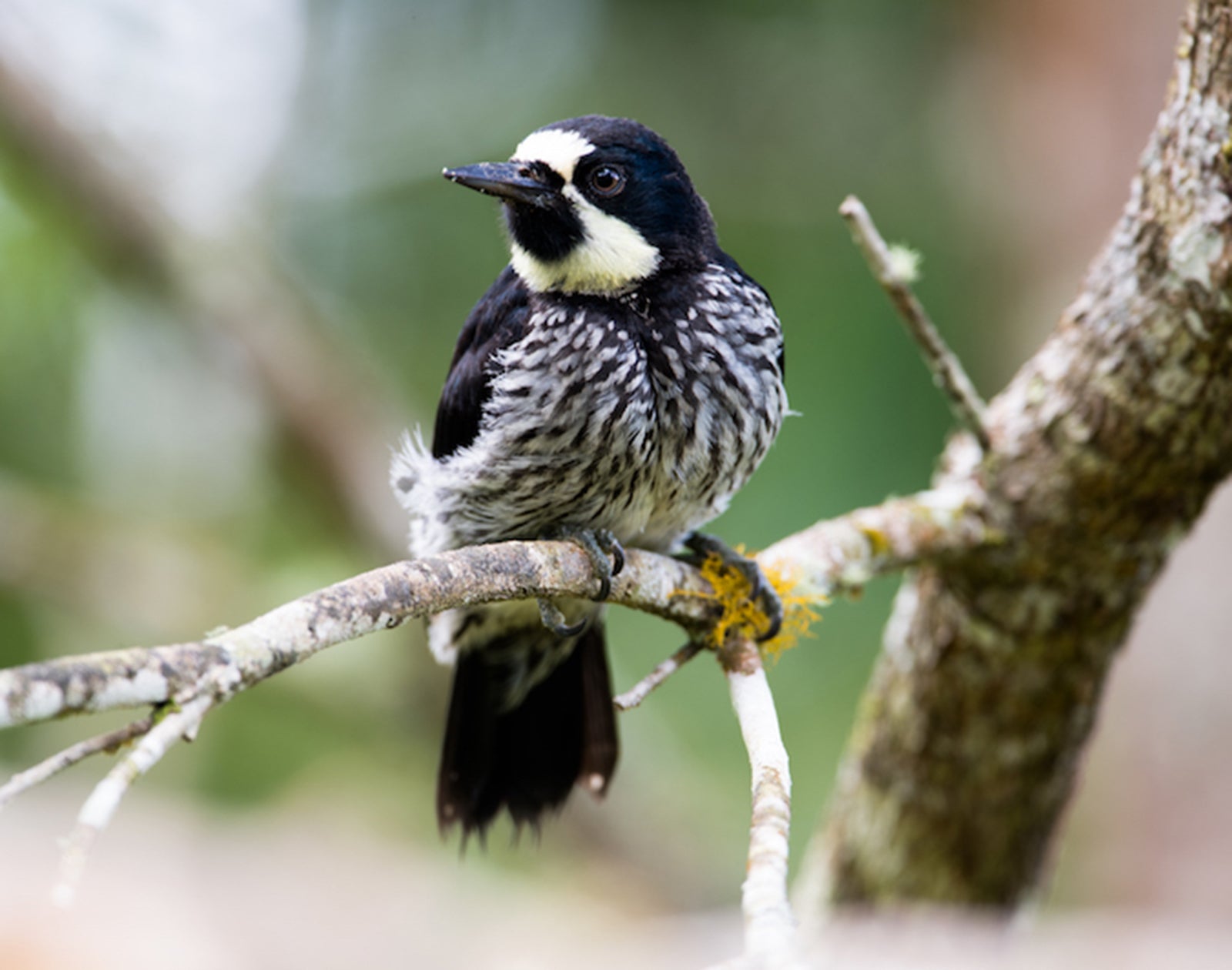 Acorn Woodpecker, Melanerpes formicivorus, Carpintero de Robledales