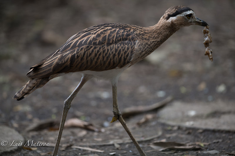 thick knee, charadriiformes, burhinidae