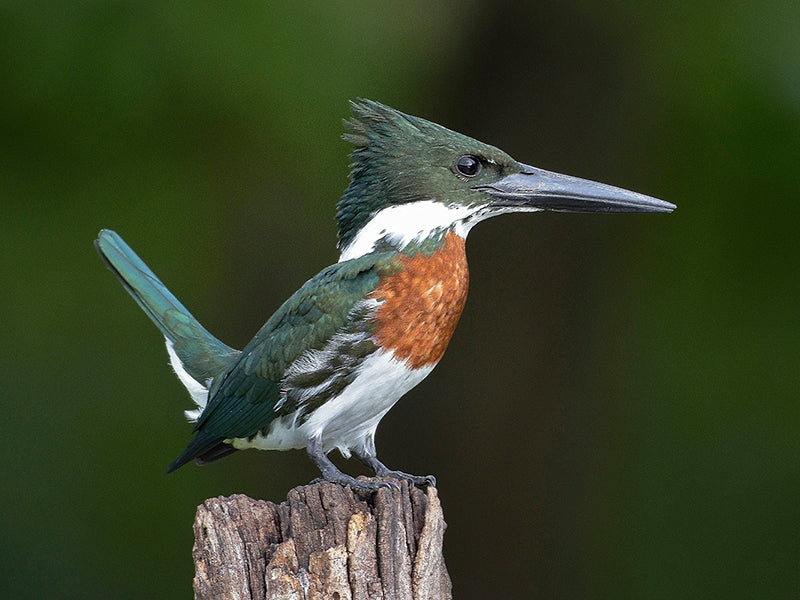 Amazon Kingfisher, Chloroceryle amazona, Martin-pescador Matraquero