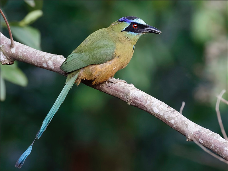 Amazonian Motmot, Momotus mimosa, Barranquero Coronado