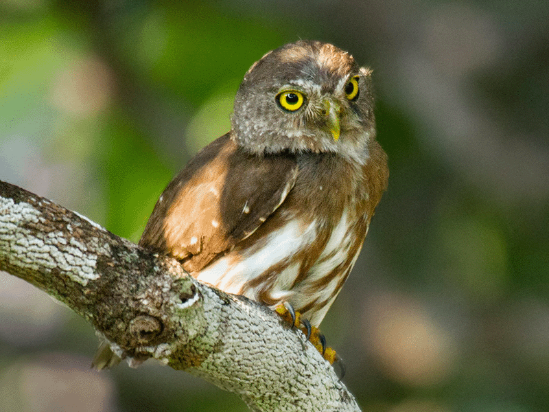 Amazonian Pygmy Owl, Glaucidium hardyi, Buhito Amazónico