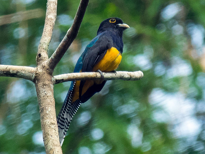 Female Amazonian Trogon, Trogon(violates) raeonianus, Trogón Violáceo