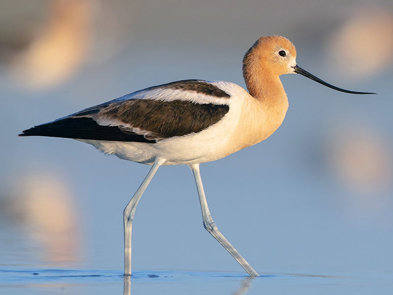 American Avocet, Recurvirostra americana, Avoceta Americana