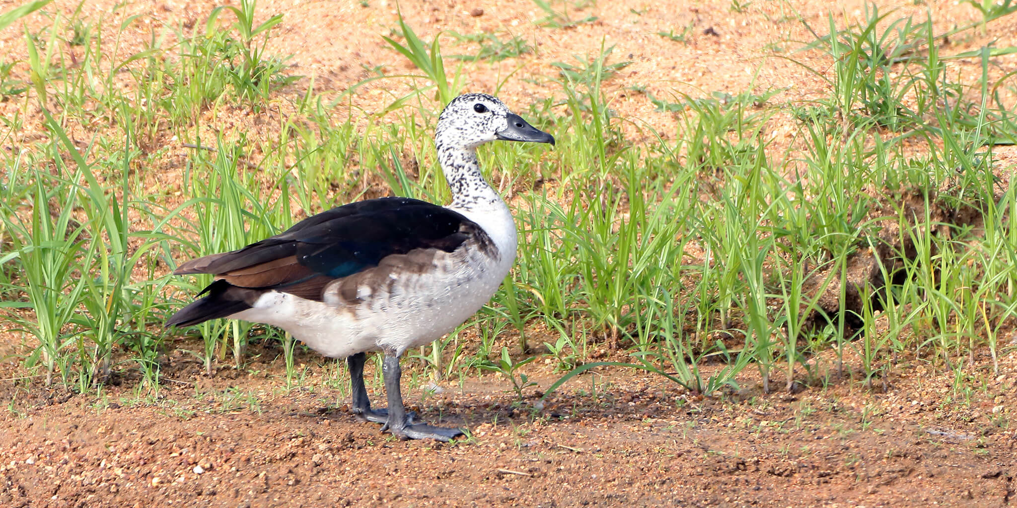 American-comb Duck, Sarkidiornis silvicola, Pato Crestudo Americano