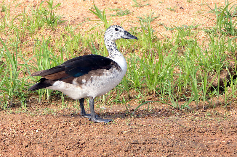 American-comb Duck, Sarkidiornis silvicola, Pato Crestudo Americano