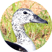 american comb duck, Sarkidiornis sylvicola, Pato crestudo americano