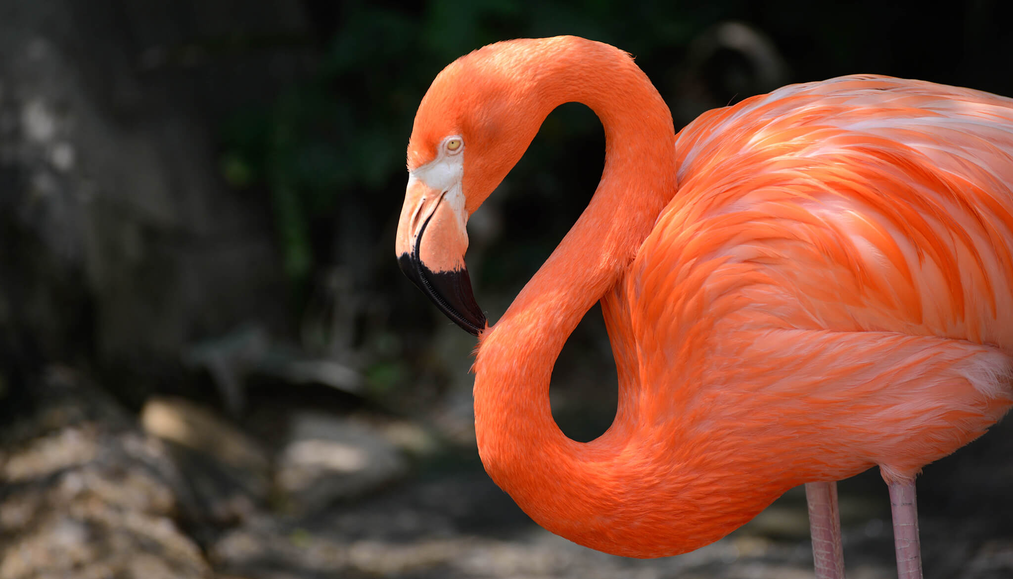 American Flamingo, Flamenco Americano, Phoenicopterus ruber