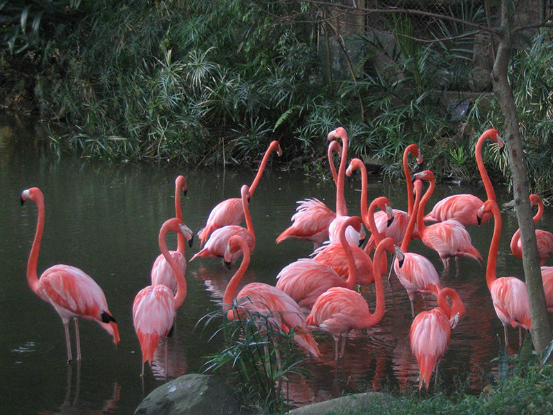 American Flamingo, 