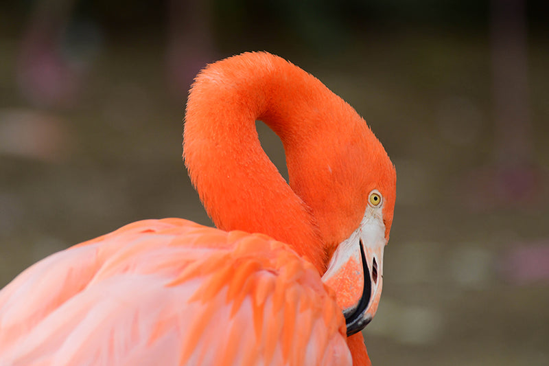 American Flamingo, Flamenco Americano, Phoenicopterus ruber