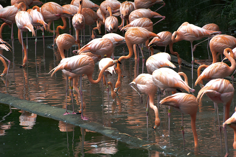 American Flamingo, Flamenco Americano, Phoenicopterus ruber