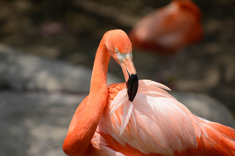 American Flamingo, Flamenco Americano, Phoenicopterus ruber