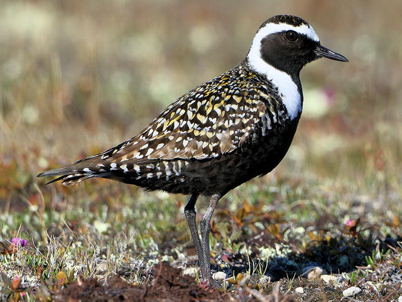 American Golden Plover, Pluvalis dominica, Chorlito Dorado Americano