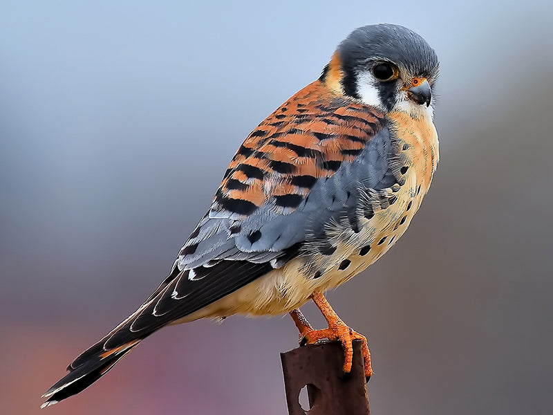 American Kestrel, Falco sparverius, Cernícalo Americano