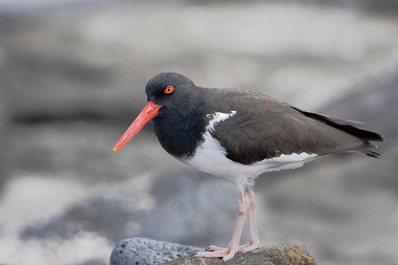 oystercatcher, american oystercatcher, charadriiformes, haematopodidae