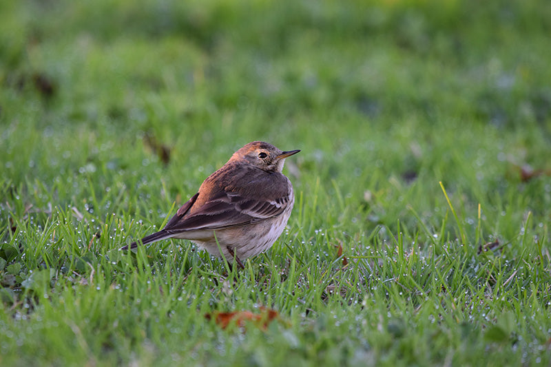 pipits, American pipit, passeriformes, motacillidae