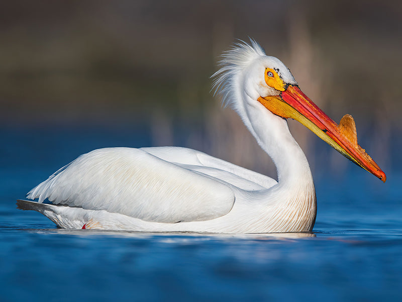 American White Pelican, Pelecanus erythrorhynchos, Pelícano 