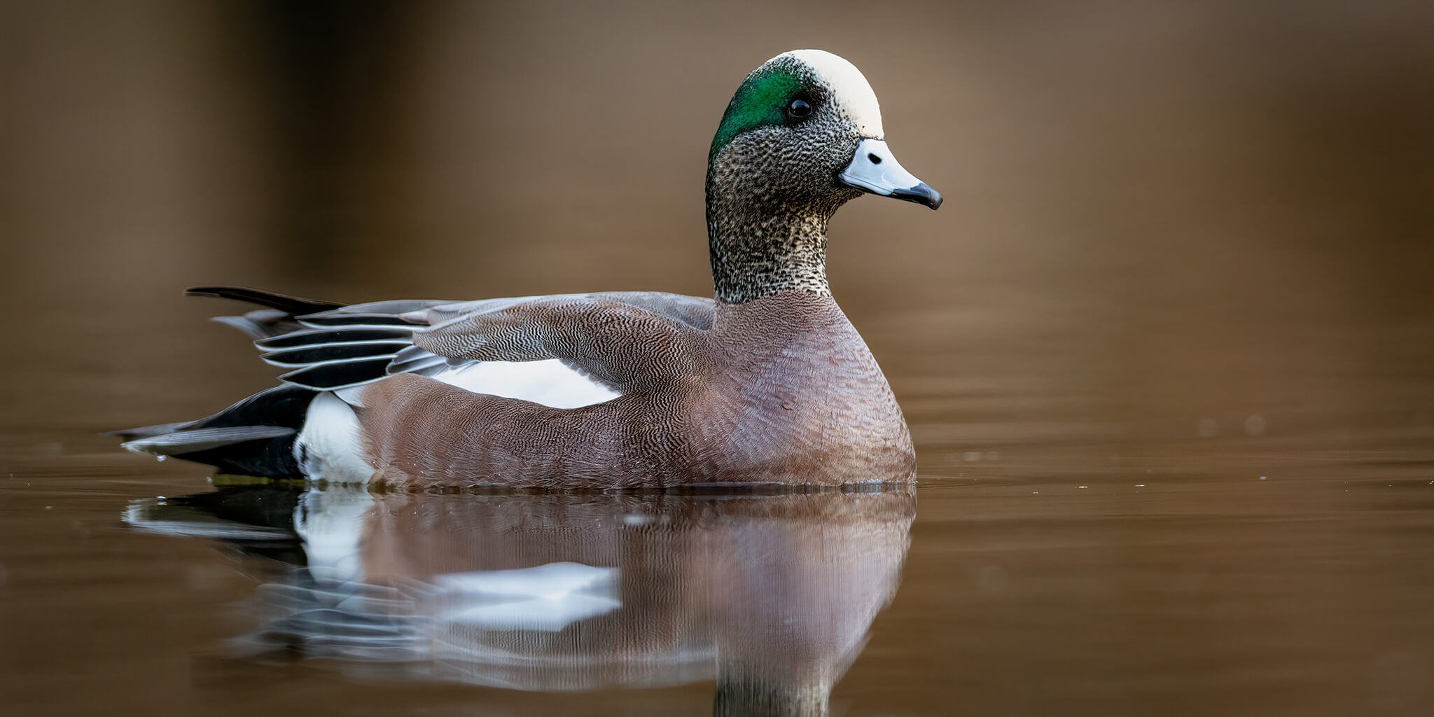 american wigeon, Mareca americana, pato americano