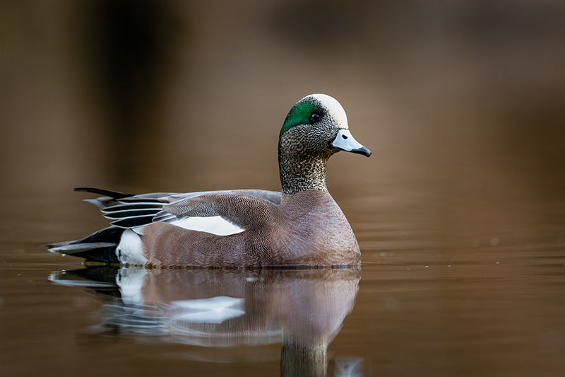 American wigeon GettyImages-1859427372