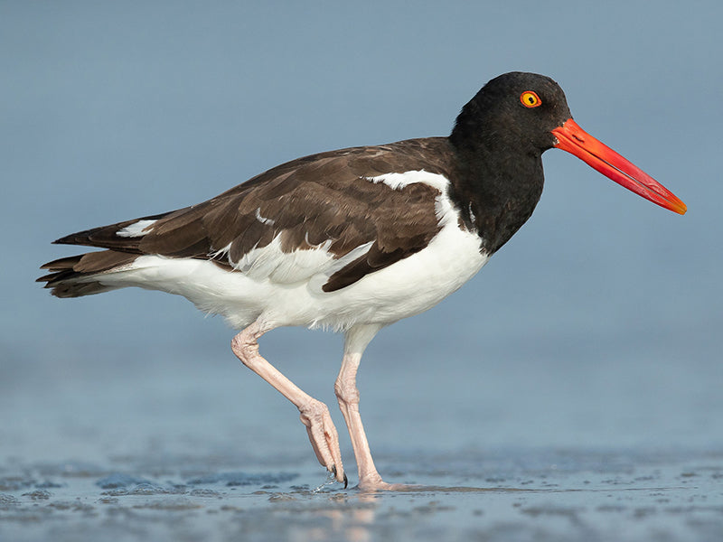 American Oystercatcher, Haemotopus palliatus, Ostero-pío Americano