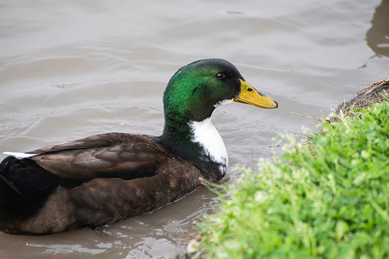 Anas platyrhynchos, Pato Real, Mallard