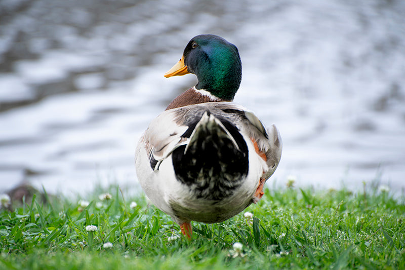 beautiful mallard