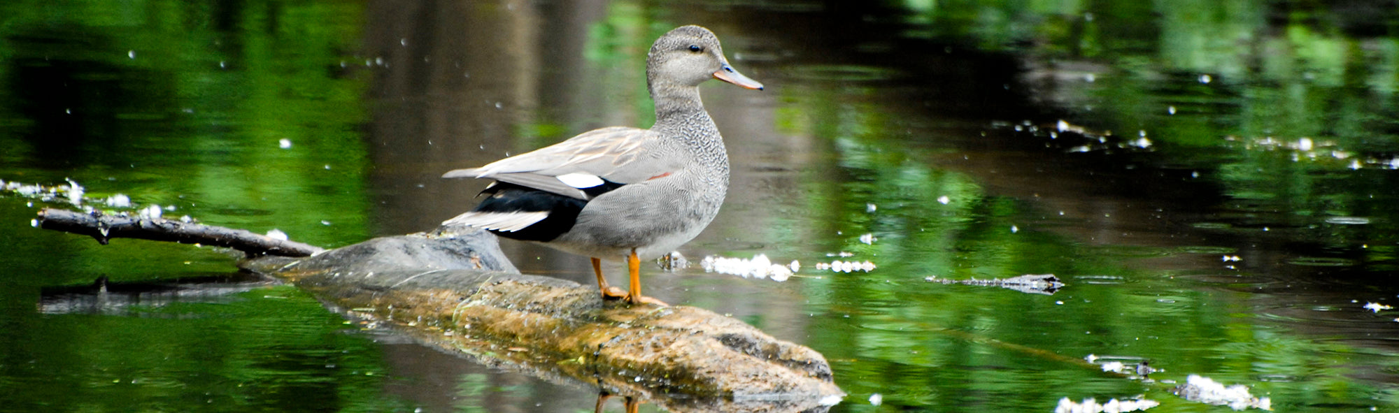 mareca strepera, gadwall duck, pato friso