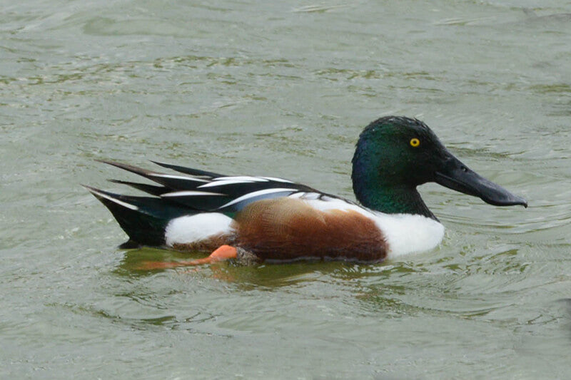 northern shoveler, spatula clypeata, pato cucharo