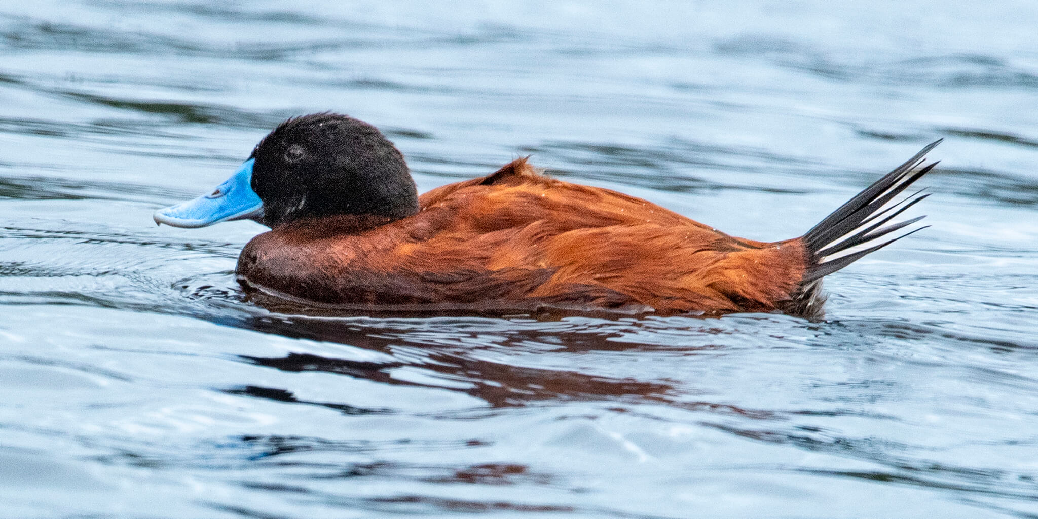 andean duck, pato andino, Oxyura ferruginea