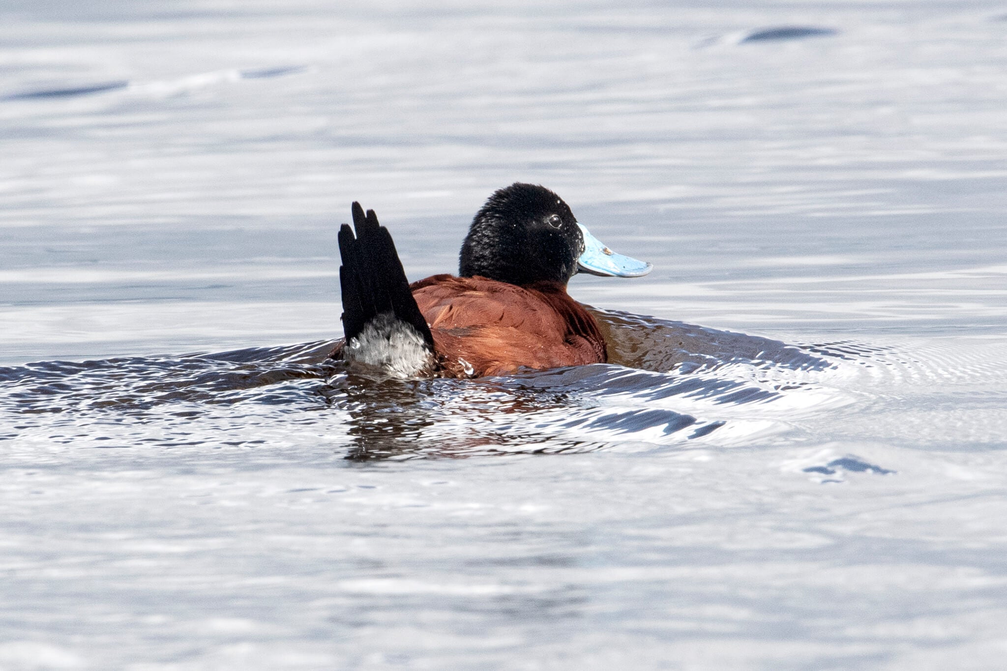 andean duck, pato andino, Oxyura ferruginea