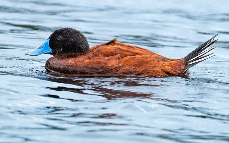 Andean Duck, Pato Andino, Oxyura ferruginea