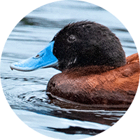 Pato Andino, Andean Duck, Oxyura ferruginea