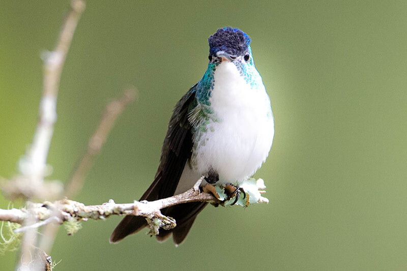 Andean Emerald, Uranomitra franciae, Amazilia Andina