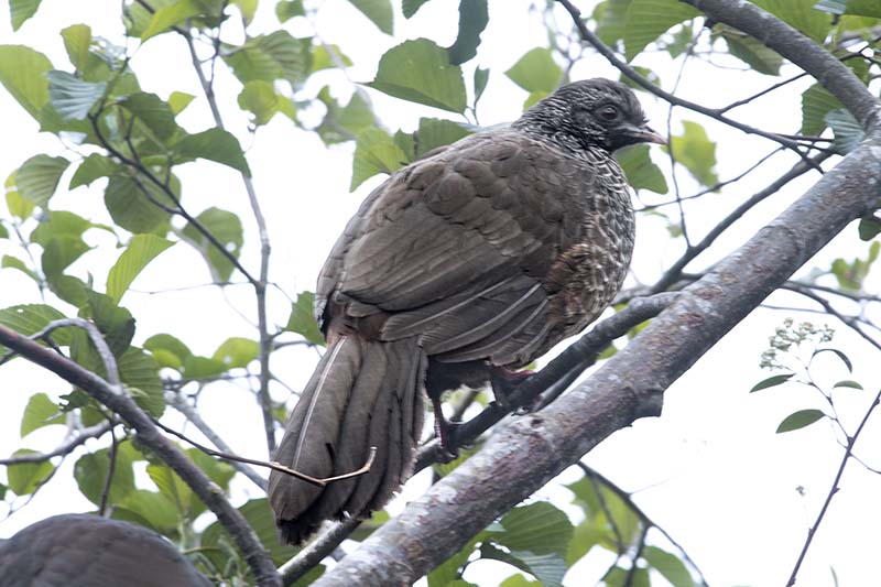 Andean Guan, Penelope montagnii, Pava Andina
