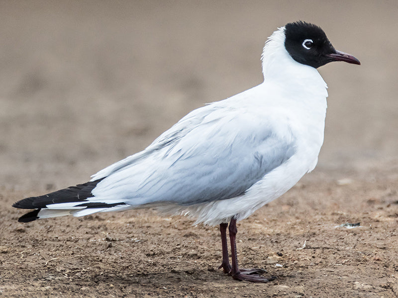 Andean Gull, Chroicocephalus serranus, Gaviota Andina